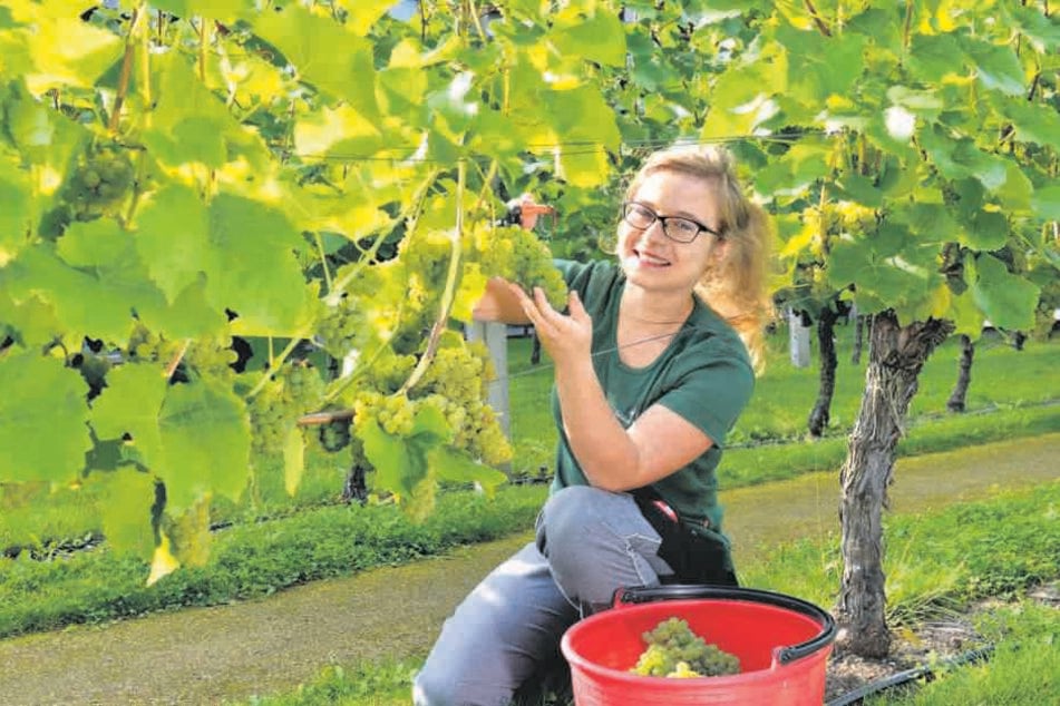 Für den Federweißen - Winzerlehrling Maja Wenzel (19) knipst die prallen
Trauben vom Solaris-Rebstock ab.