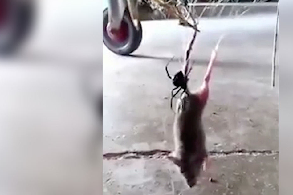Kopfüber hängt der Nager in dem Spinnennetz. Die Schwarze Witwe ist bereits auf dem Weg zu der Ratte.