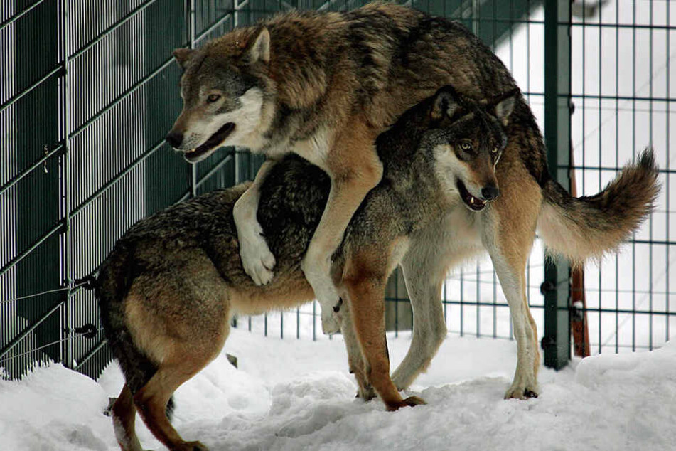 Die Tiere haben Spaß am Winterwetter, mit der trockenen Kälte kommen sie gut klar. (Archivbild)