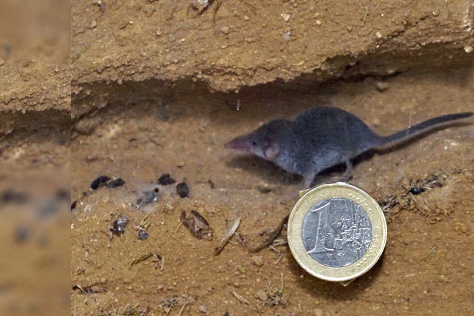 Eine Euromünze zum Vergleich: Etrusker-Spitzmäuse sind die kleinsten Säuger der Welt.