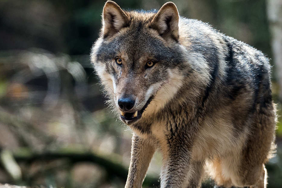 Bislang ist der Wolf in Deutschland streng geschützt.