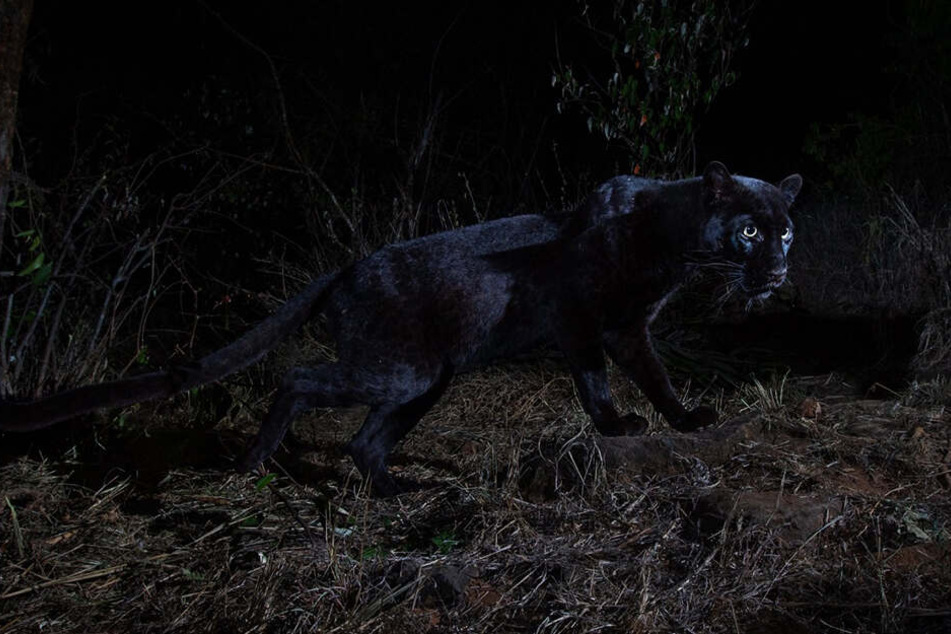 Die Aufnahmen des Panthers teilte der Fotograf unter anderem in den sozialen Netzwerken.