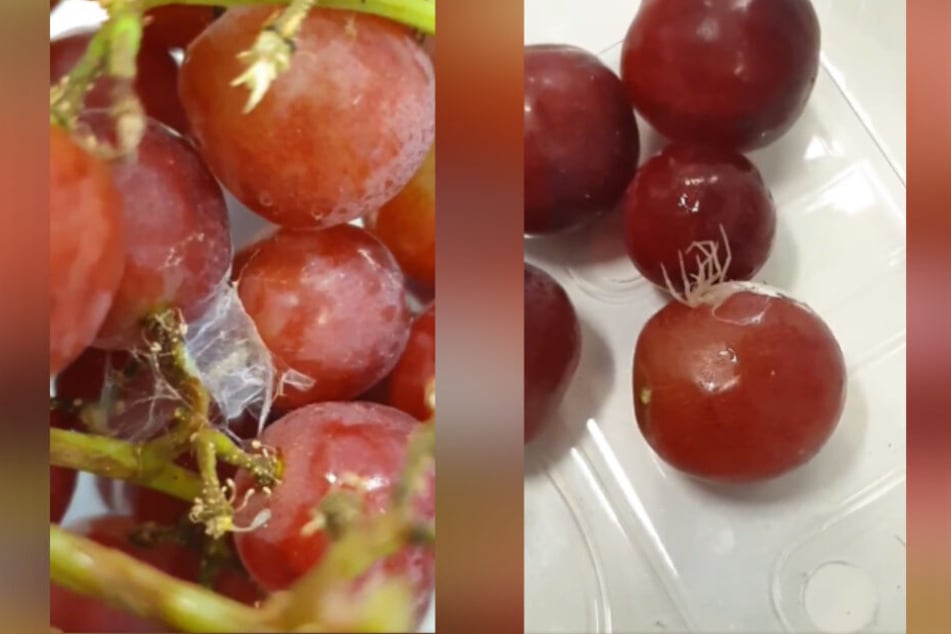 Die Weintrauben von Asda enthielten einen Eiersack (l.) und die dazugehörige Witwenspinne.