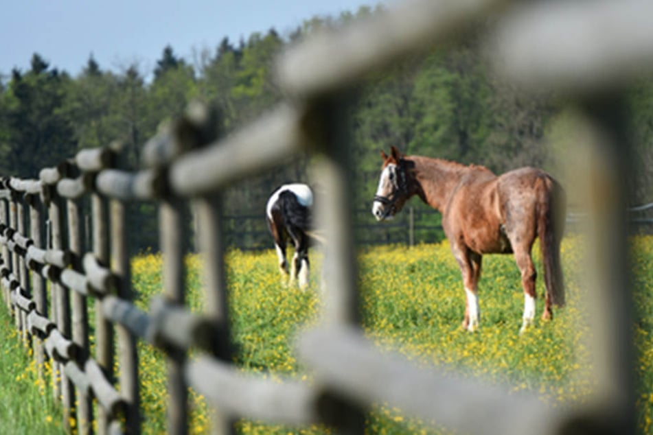 Mehrere Pferde sind in Detmold Opfer von Tierquälern geworden. (Symbolbild)