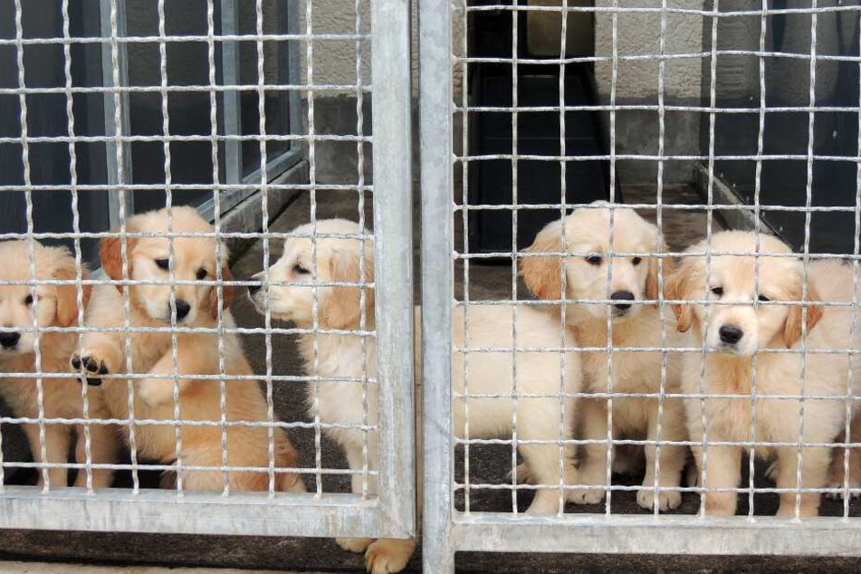 Hundewelpen stehen in einem Zwinger im Tierheim. 