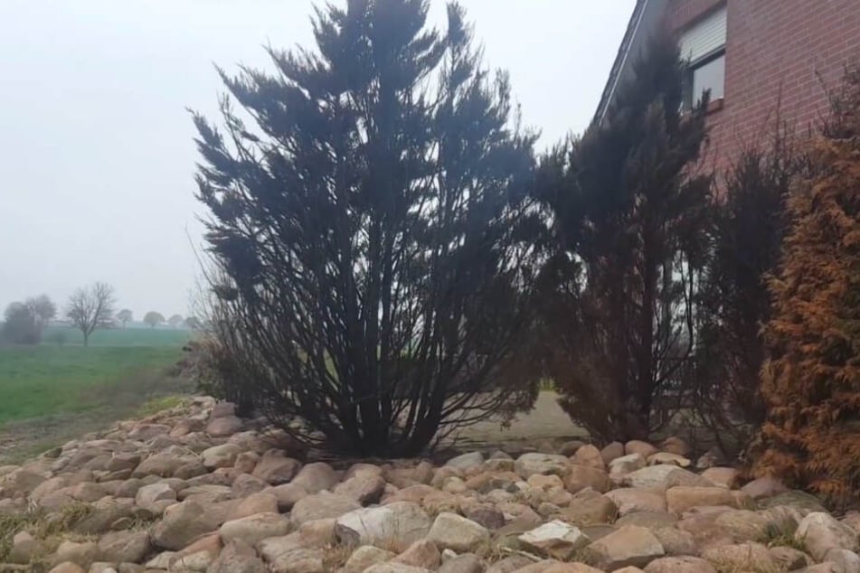 Nach dem Brand sind mehrere Bäume in der Hecke völlig verkohlt.