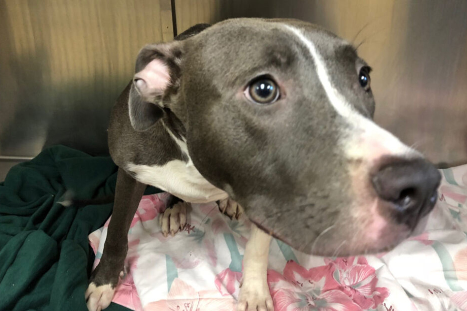 Der Pitbull nach seiner Rettung.