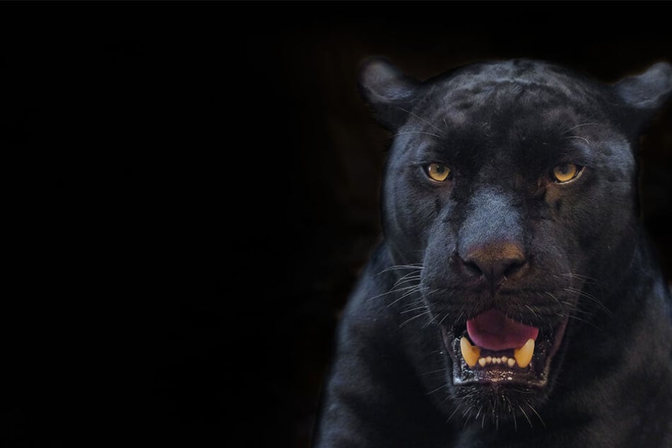 So schaut ein schwarzer Panther aus (Symbolbild).