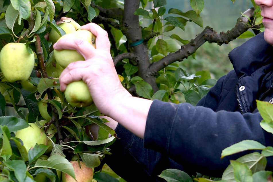 Um chemische Rückstände außen von der beliebten Frucht zu bekommen, musst du Natron- oder Backpulver benutzen.