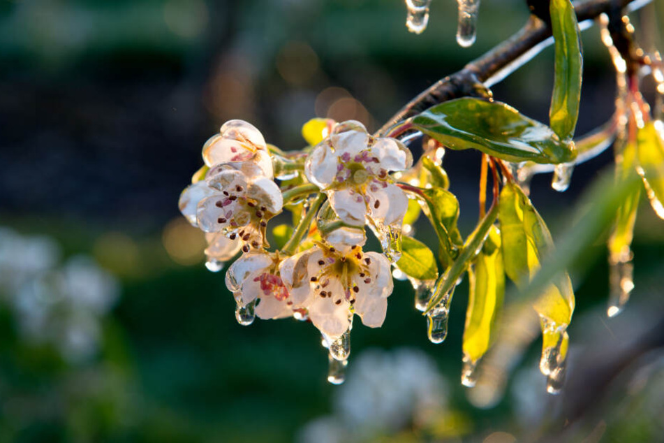 Eine Eisschicht umschließt die Blüten eines Obstbaumes: Die Blüten im Alten Land sind in diesem Frühjahr anfälliger als sonst.