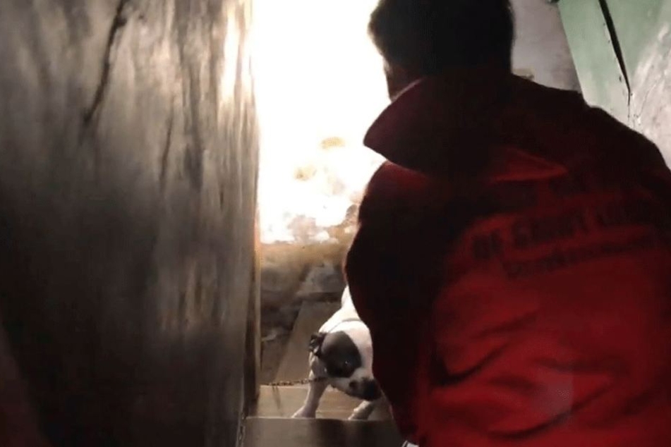Angekettet befand sich ein Hund im Keller.