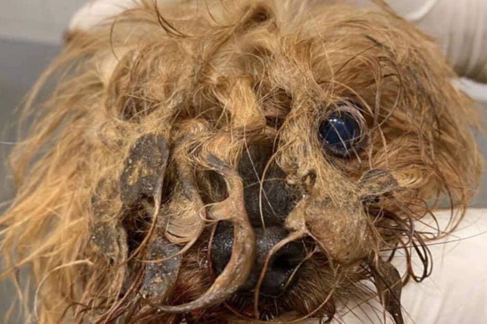 Völlig verfilzt und verklebt kam der kleine Hund im Tierheim an.