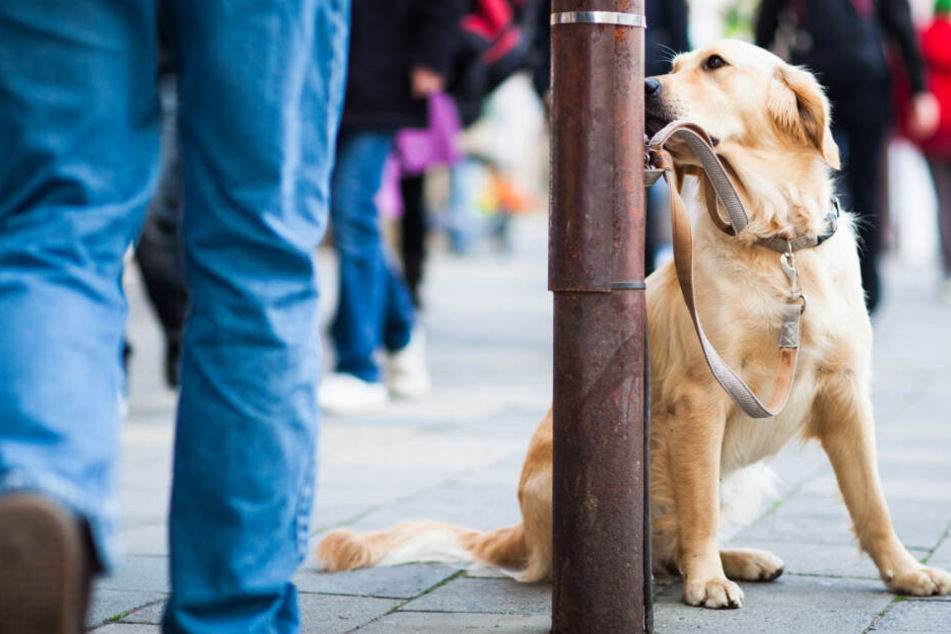 Auch wenn sie ihn nur streicheln wollen: Wenn fremde Menschen direkt auf einen Hund zugehen, kann er sich bedroht fühlen und ängstlich reagieren.