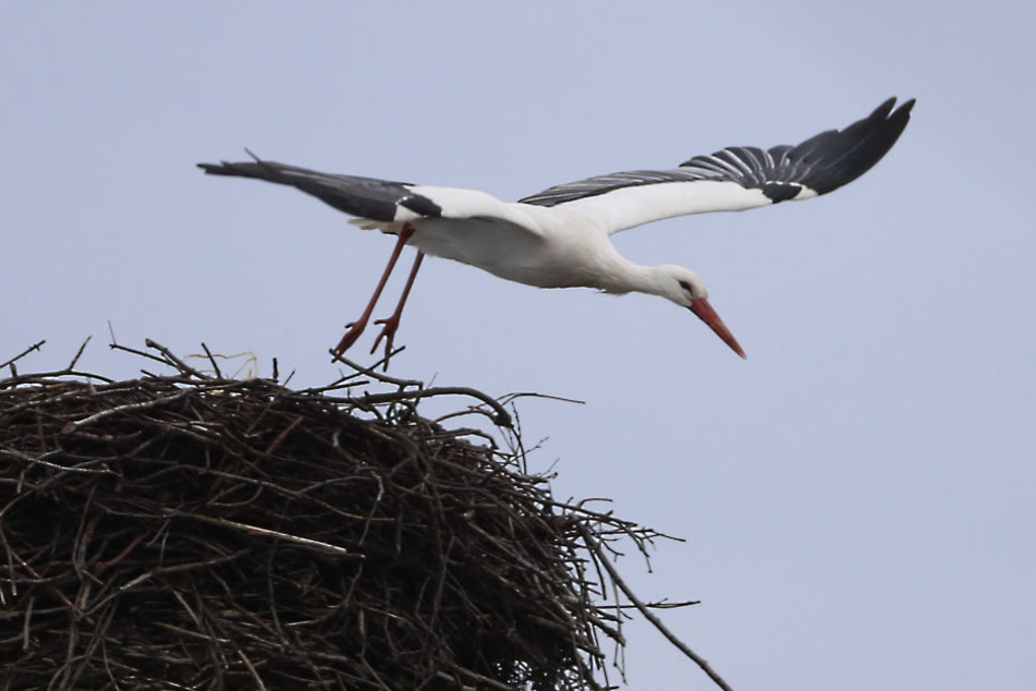 Der Wittgensdorfer Storch ist zurück und baut schon fleißig am Nest.