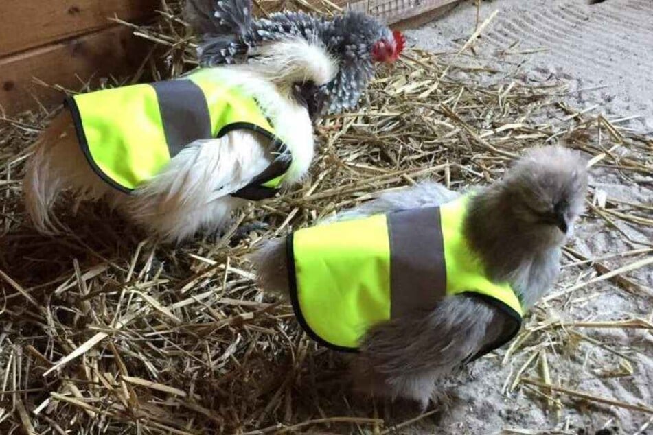 Als Schutz vor Krähen sollen die Hühner jetzt Warnwesten tragen.