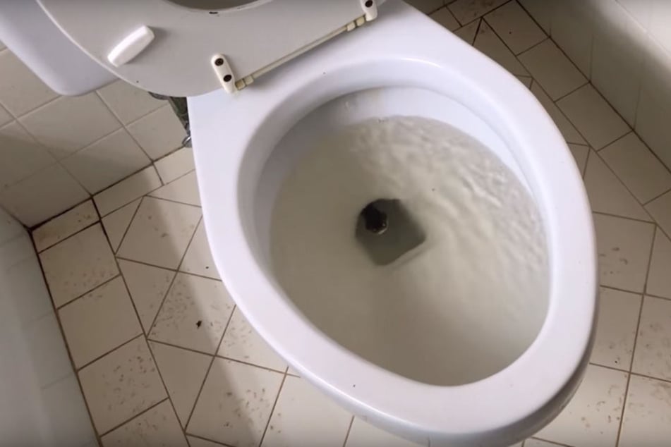Seht Ihr, was in dieser Toiletten-Schüssel lauert?