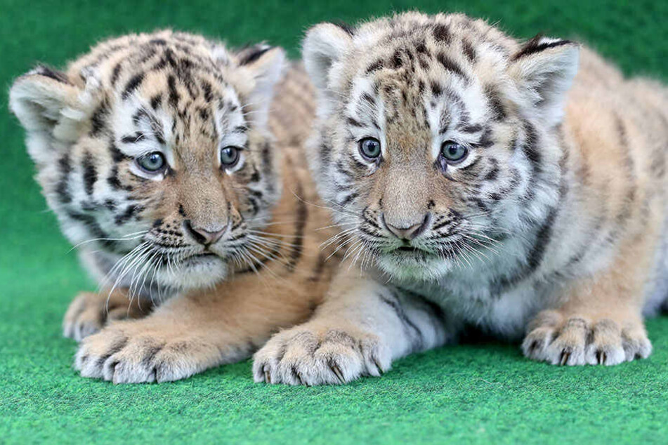 Auch für die süßen Armutiger-Babys ist es das erste Osterfest.