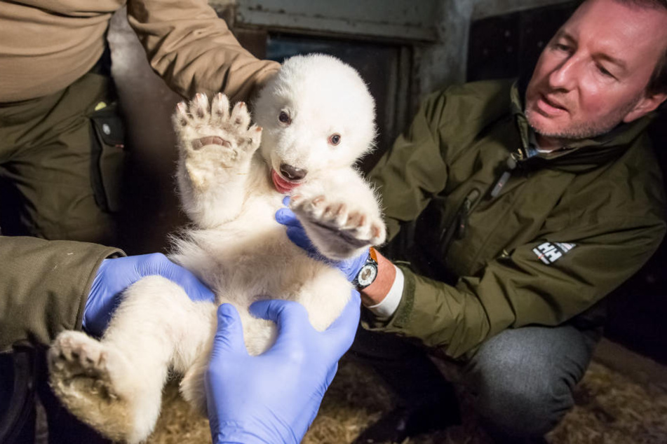 Der kleine Eisbär, der Anfang November im Tierpark Berlin geboren wurde, ist ein Junge.