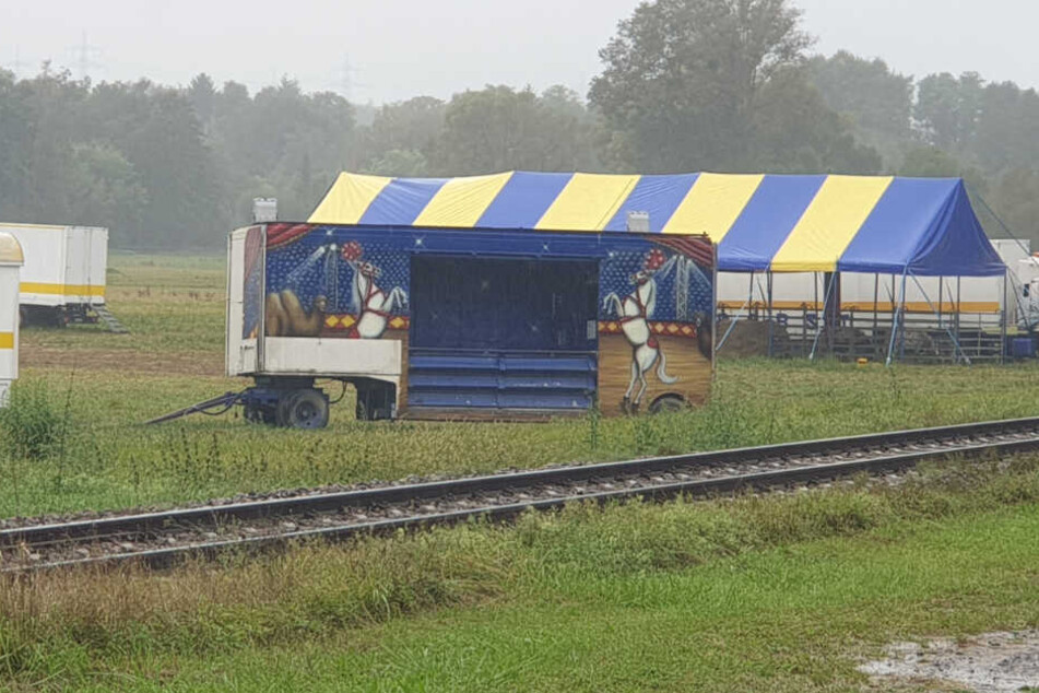 Die Tiere sind wohl von dem Zirkus ausgebüxt.
