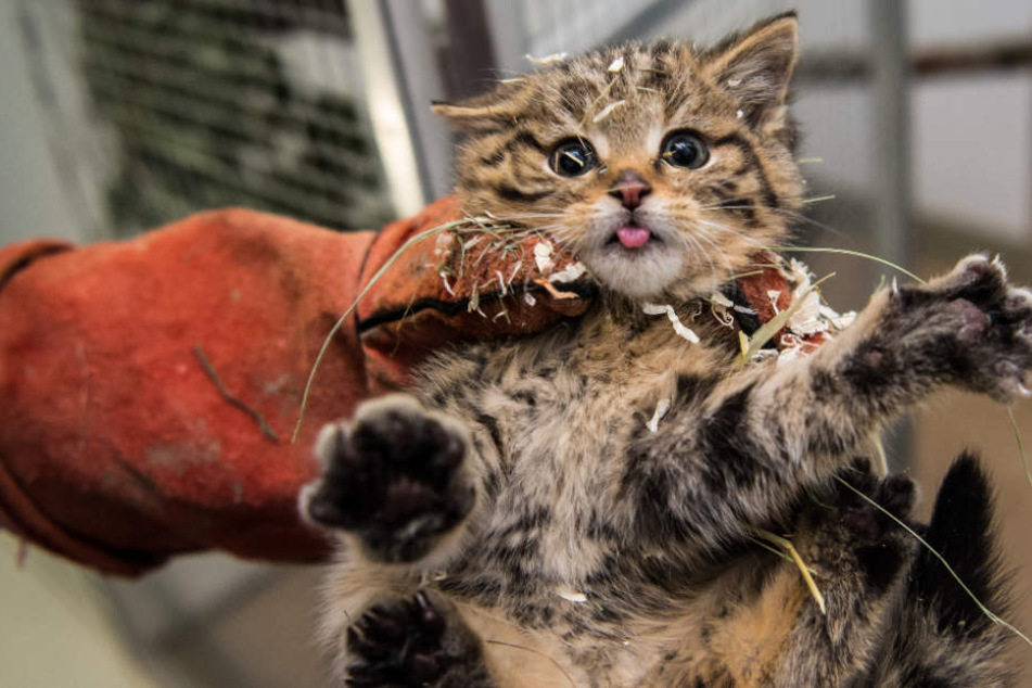 Bis sie wieder genesen ist, bleibt die Katze unter Beobachtung (Symbolfoto).