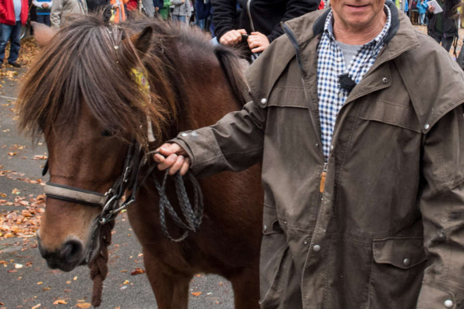 Der Mann wollte ein Pferd an der Straße entlang führen und wurde angefahren. (Symbolbild)