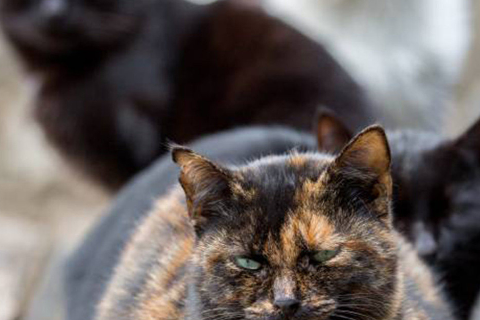 Australien hat ein gravierendes Katzenproblem und greift nun zu brutalen Mitteln.