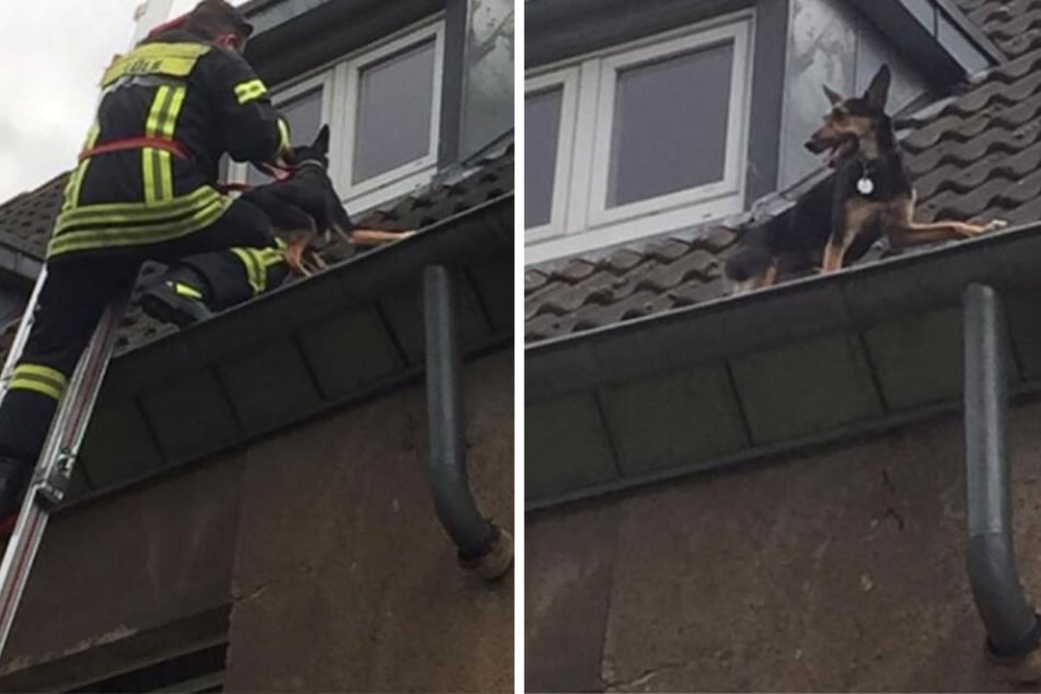 Mit einer 14 Meter langen Leiter musste der Hund vom Dach gerettet werden.