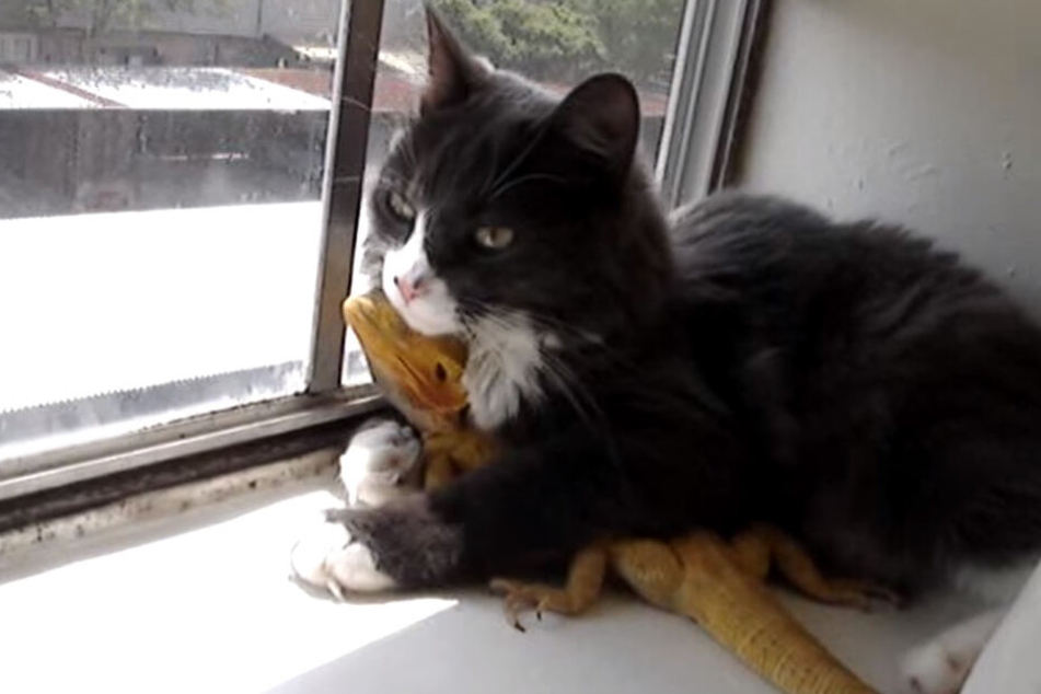 Katze und Bartagame: Einfach mal die Gesellschaft des besten Kumpels genießen!