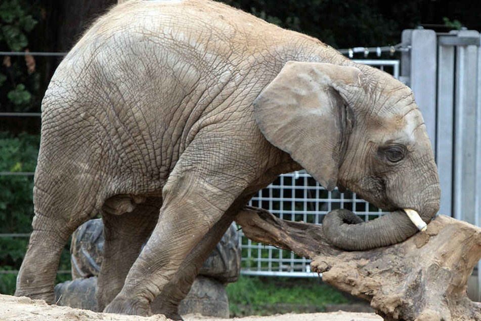 Der Elefantenbulle Thabo-Umasai (†11) wurde im Pittsburgher Zoo schon im Juli 2017 eingeschläfert.