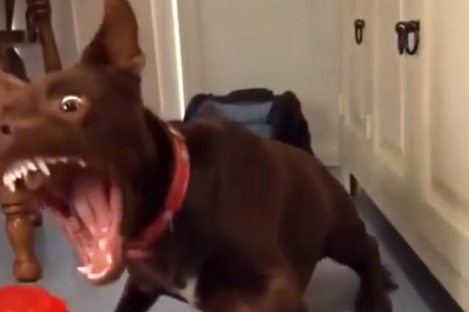 Dieser Hund will nur spielen.