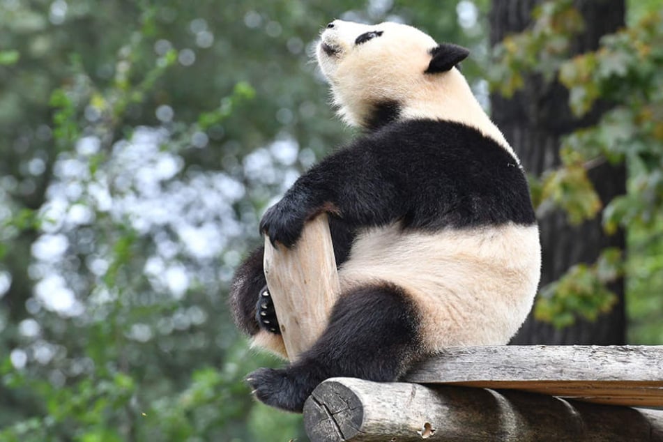 Eine Sex-Therapie könnte die Panda-Dame dazu bringen, mit dem Rückwärtsgang aufzuhören.