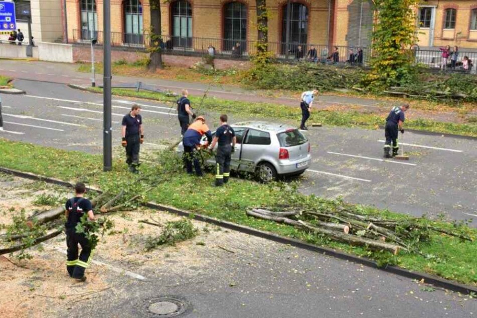 Kölner City: Baum kracht mitten auf vielbefahrene vierspurige Straße!