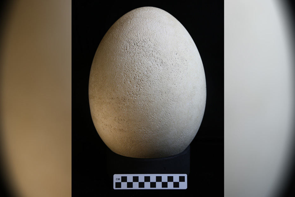 Das Ei hat eine Mitarbeiterin des Naturkundemuseums in Buffalo zufällig im Lager entdeckt.