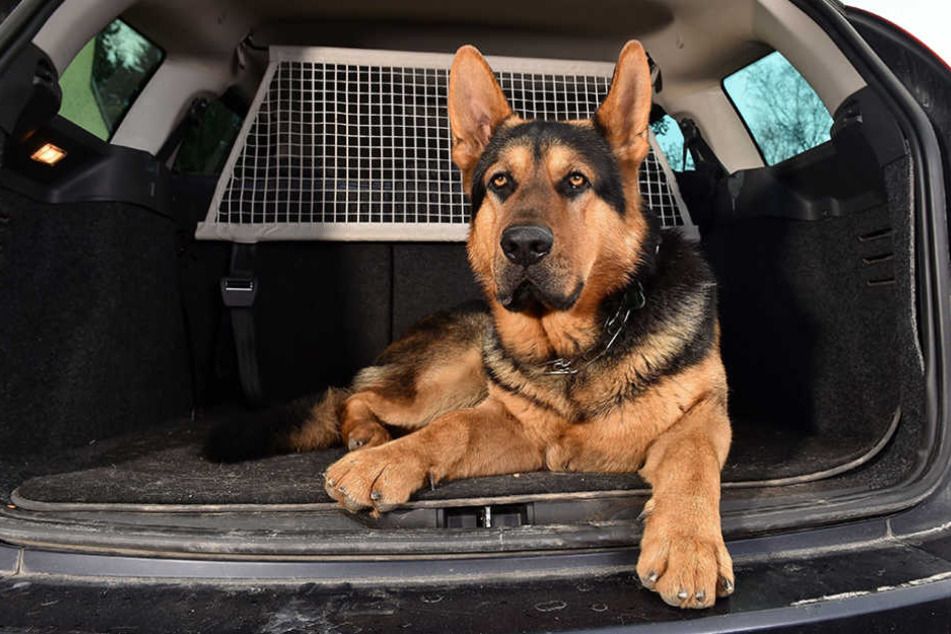 Als der Autodieb in den Wagen einsteigen wollte, machte sich Schäferhund Henry bemerkbar.