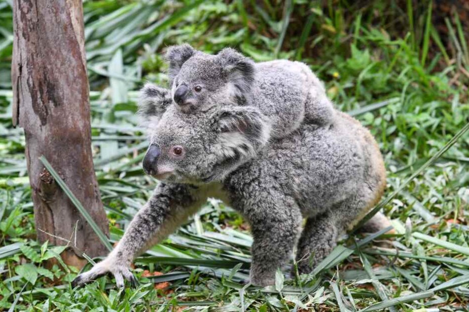 Hunderte Koalas sind vermutlich bei lebendigen Leibe verbrannt. (Symbolbild)