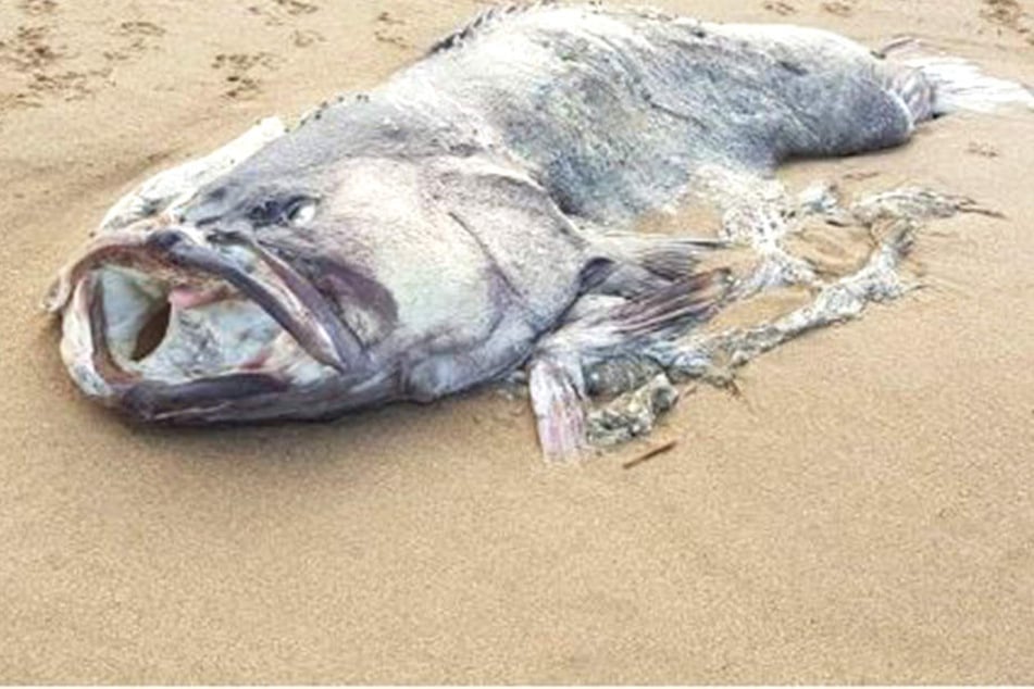 In Australien wurde dieser Fisch angeschwemmt.