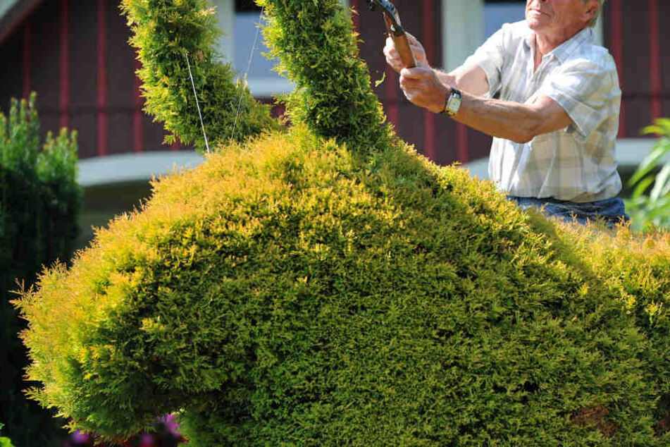Wegen der Hecke seines Nachbarn rastete der Mann komplett aus (Symbolbild).