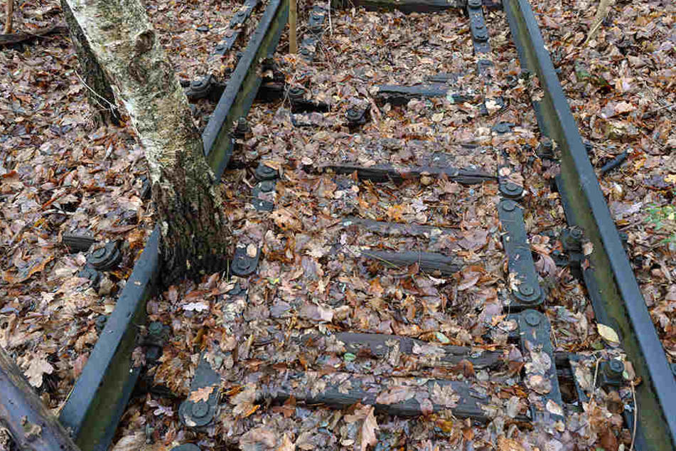 Die Natur hat sich in den Jahrzehnten der Stilllegung die Trasse zurückerobert.
