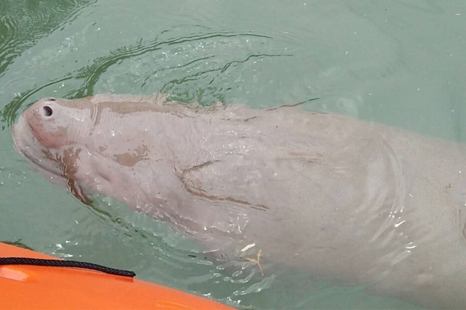 Am Dienstag wurde noch verkündet: "Dugong Mariam kann jetzt essen und schwimmen, da sich ihr Zustand verbessert."