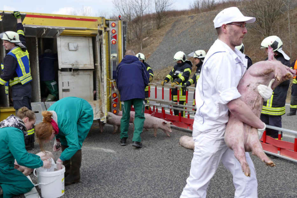 Veterinärärzte kümmerten sich um die Tiere nach dem Unfall.