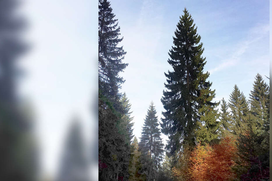 Stattliche 27 Meter ist der Baum für dem Weihnachtsmarkt hoch.