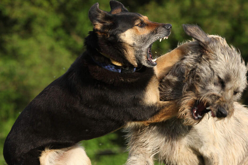 Wieviele Hunde das Mädchen (†6) genau angriffen, ist unklar (Symbolbild).