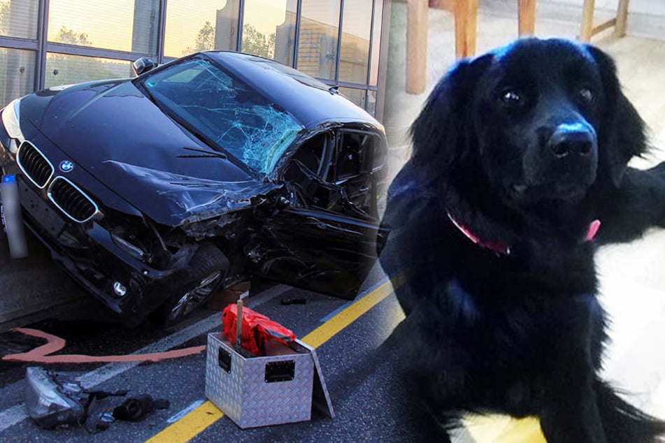 Die süße Therapiehündin Arisha floh nach dem Unfall auf der A4.