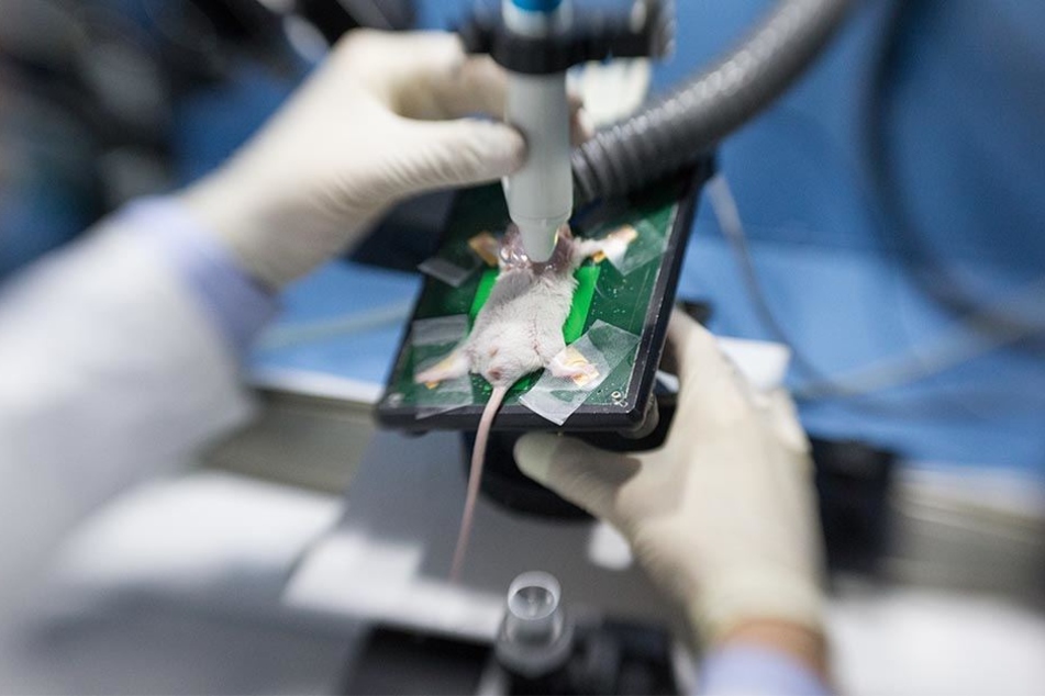 Eine narkotisierte Maus wird per Ultraschall am 24.11.2017 in einem Labor der Zentralen Tierexperimentellen Einrichtung (ZTE) der Medizinischen Fakultät der Uni Münster untersucht.
