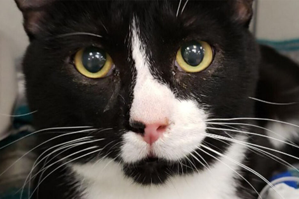Kater Felix (1) kämpft sich nach dem traumatischen Erlebnis ins Leben zurück.