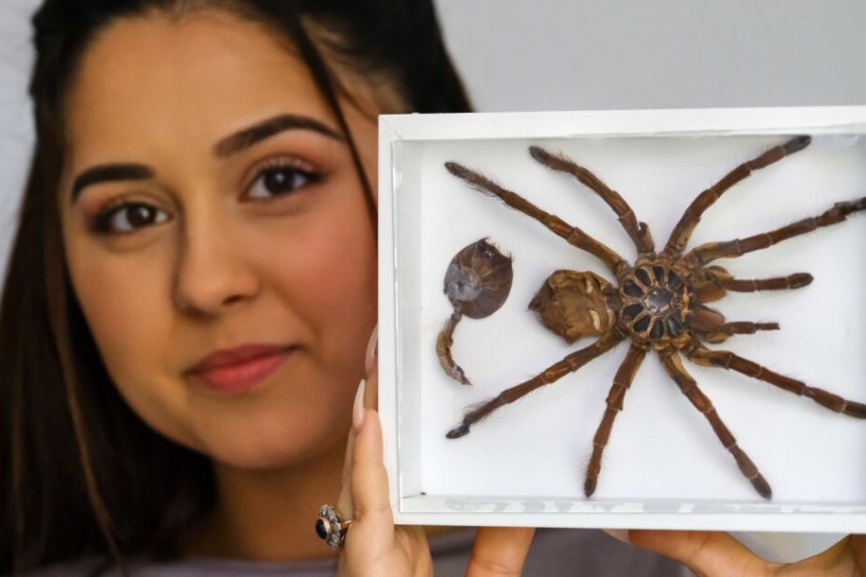 Eine eingerahmte Spinnenhaut erinnert Asmanova an die Heilung ihrer Phobie.