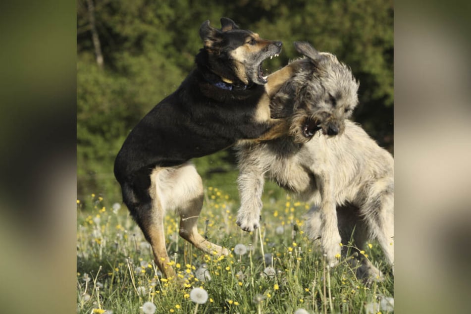Für eines der beteiligten Tiere endete der Hundekampf tödlich. (Symbolbild)