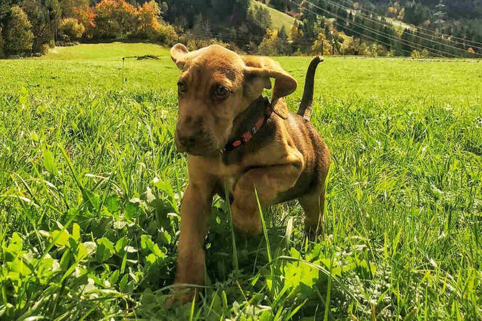 Schon mit neun Monaten begann Hündin Akira ihre Ausbildung zum Spürhund.