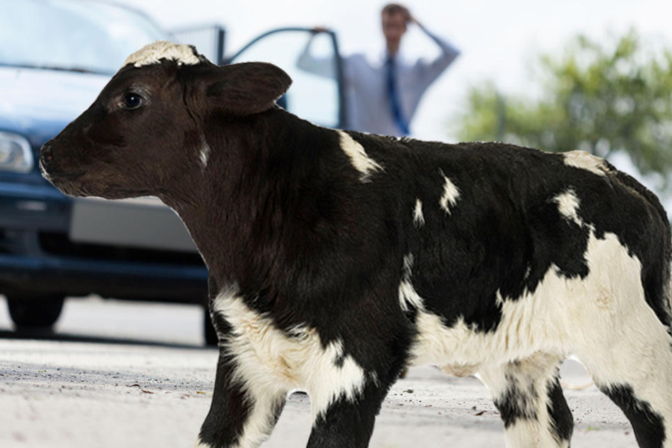 Blutend lief das verletzte Kalb nach dem Unfall in ein Feld. (Symbolbild)