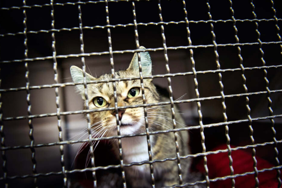 Vor allem viele Katzen stranden im Tierheim.